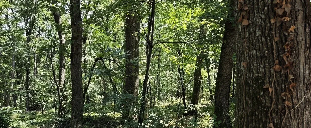 Vrati Šumi