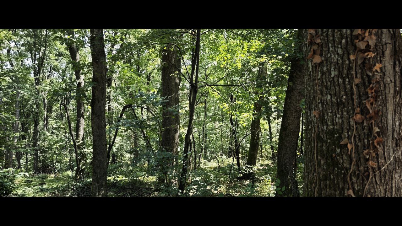 Vrati šumi - zasadi drvo